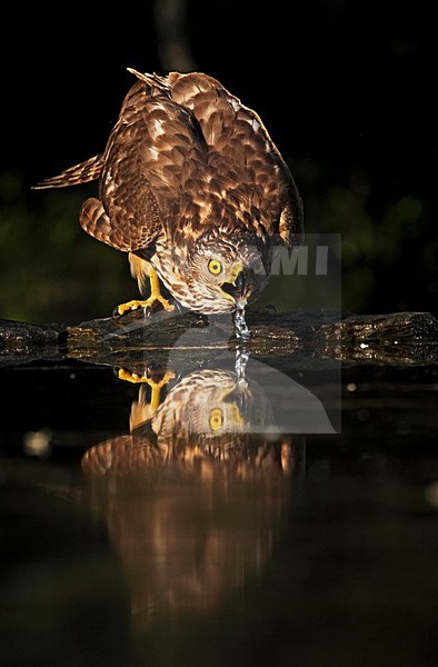 Onvolwassen Havik drinkend; Immature Northern Goshawk drinking stock-image by Agami/Markus Varesvuo,