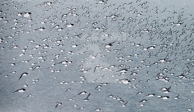 Grote groep Zeekoeten boven zee, Large group Common Murre above sea stock-image by Agami/Markus Varesvuo,