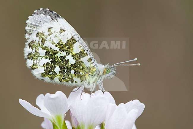 Oranjetipje, Orange Tip stock-image by Agami/Theo Douma,