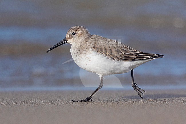 Dunlin (Calidris alpina), side view of an individual in winter plumage running on the shore, Campania, Italy stock-image by Agami/Saverio Gatto,