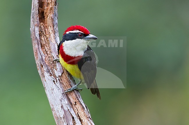Birds of Peru, the Scarlet-banded Barbet stock-image by Agami/Dubi Shapiro,
