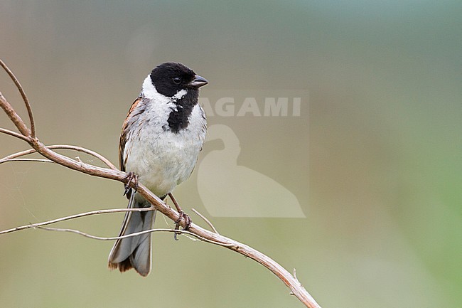 Reed Bunting - Rohrammer - Emberiza schoeniclus ssp. stresemanni, Hungary, adult male stock-image by Agami/Ralph Martin,