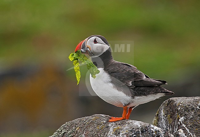 Atlantic Puffin (Fratercula arctica), adult standing in a colony on the Farne Island in the United Kingdom. Carrying fish in it’s beak. stock-image by Agami/Alain Ghignone,
