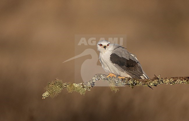 Perched Black-winged Kite (Elanus caeruleus ssp. caeruleus) in Castilla-La Mancha, Spain stock-image by Agami/Helge Sorensen,