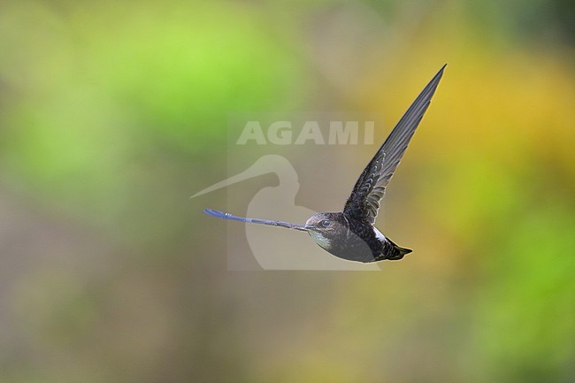 House Swift, Apus nipalensis, in Nakhon Ratchasima, Thailand. stock-image by Agami/Sylvain Reyt,