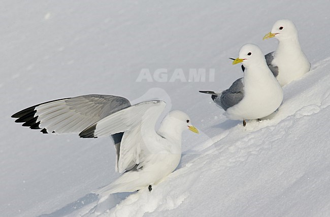Zomerkleed Drieteenmeeuwen in de sneeuw, Breedingplumage Black-legged Kitiwakes in snow stock-image by Agami/Markus Varesvuo,
