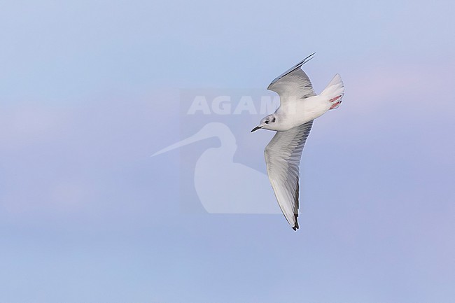 Near adult winter plumage Bonaparte's Gull (Chroicocephalus philadelphia) flying over the channel Texel/DenHelder, Noord-Holland, the Netherlands. stock-image by Agami/Vincent Legrand,