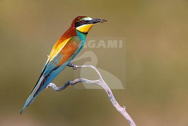 European Bee-eater, Merops apiaster, in Italy. stock-image by Agami/Daniele Occhiato,