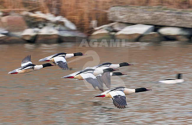 Flock of Goosanders (Mergus merganser) wintering in Friesland, Netherlands. stock-image by Agami/Marc Guyt,