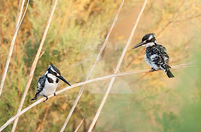 Pair of Pied Kingfishers (Ceryle rudis) sitting together in riverbed near Eilat, Israel. stock-image by Agami/Marc Guyt,