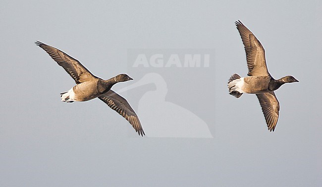 Rotgans stel vliegend; Dark-bellied Brent Goose flying stock-image by Agami/Menno van Duijn,
