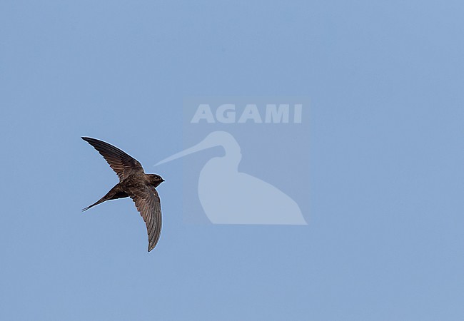 Plain Swift (Apus unicolor) in flight on island of Madeira. stock-image by Agami/Marc Guyt,