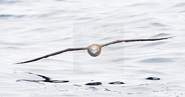 Zwartvoetalbatros; Black-footed Albatross stock-image by Agami/Marc Guyt,