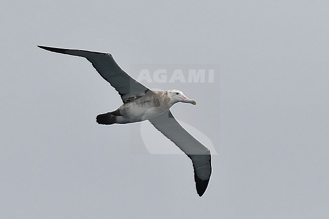 Probable Tristan Albatross (Diomedea dabbenena) at sea between South Georgia and Gough, southern Atlantic ocean. Immature. stock-image by Agami/Laurens Steijn,