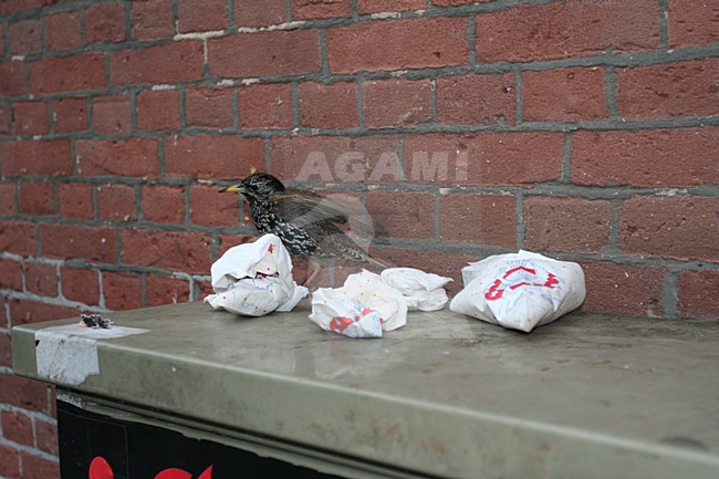 Common Starling foraging on garbage at a market; Spreeuw foeragerend op afval op een markt stock-image by Agami/Marc Guyt,