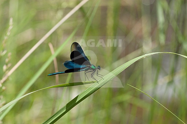 Mannetje Bosbeekjuffer (ssp. festiva), Male Calopteryx virgo (ssp. festiva) stock-image by Agami/Wil Leurs,