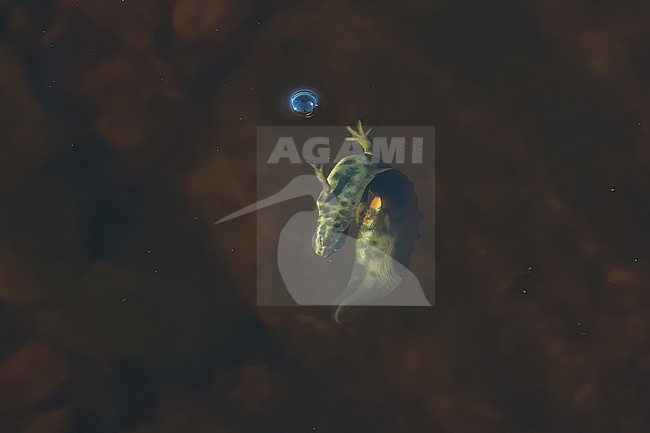 Smooth newt (Lissotriton vulgaris vulgaris), swimming in a small pond in Finnish archipelago stock-image by Agami/Kari Eischer,