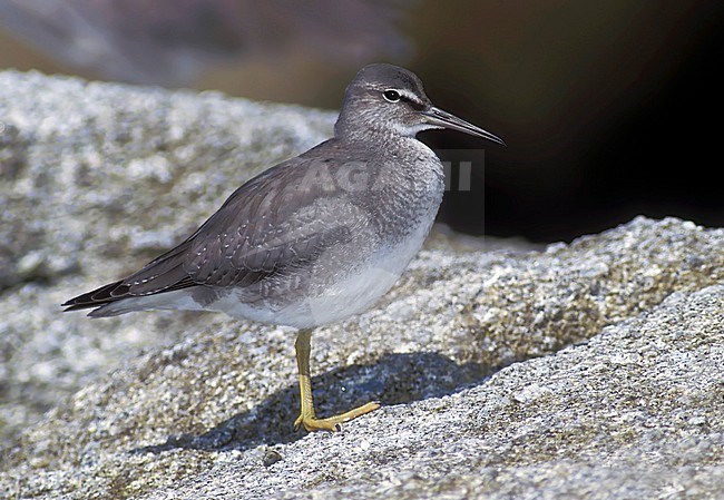 First-winter Wandering Tattler (Tringa incana) standing on the coast of Los Angeles County, California, USA, during September. stock-image by Agami/Brian E Small,
