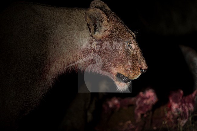A lioness, Panthera leo, bloodied from feeding on a wildebeest carcass at night. Okavango Delta, Botswana. stock-image by Agami/Sergio Pitamitz,
