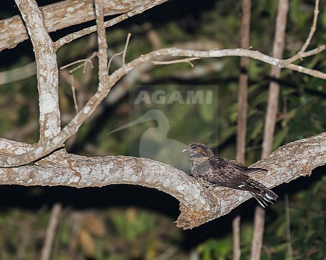 Bates's Nightjar (Caprimulgus batesi) in Gabon. stock-image by Agami/Pete Morris,