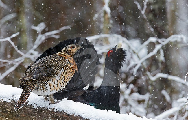 Mannetje Auerhoen roepend, Male Western Capercaillie calling stock-image by Agami/Markus Varesvuo,