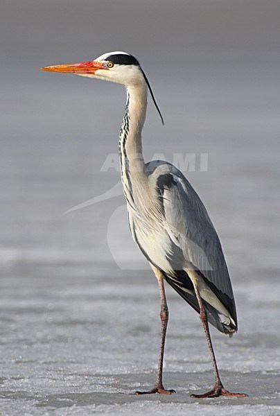 Grey Heron standing on ice; Blauwe Reiger staand op ijs stock-image by Agami/Markus Varesvuo,