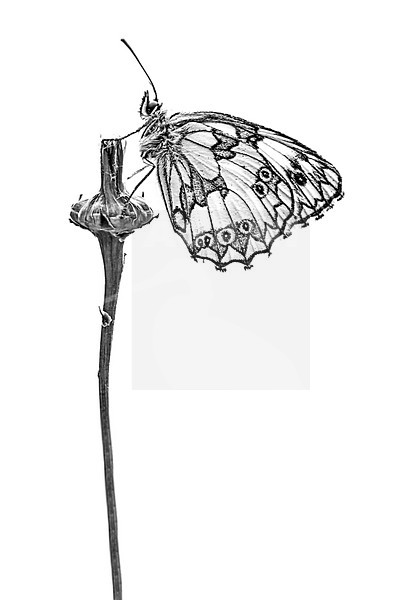 Marbled White, Melanargia galathea stock-image by Agami/Wil Leurs,