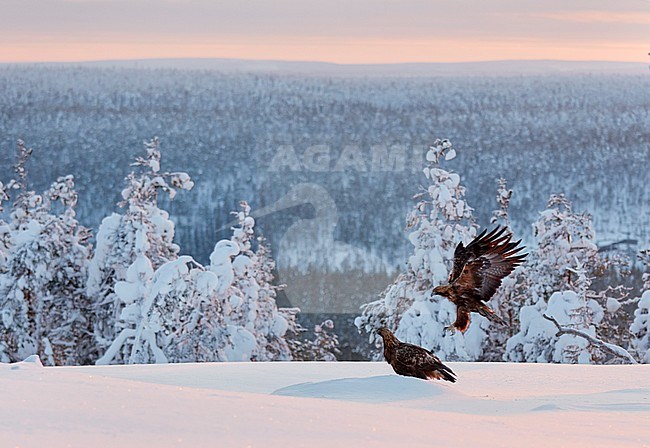 Pair of Golden Eagles (Aquila chrysaetus), one bird standing and one bird landing in the snow, near Utajärvi in the taiga forest of northern Finland during a cold winter. stock-image by Agami/Markus Varesvuo,