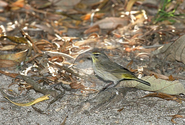 Palmzanger, Palm Warbler, Setophaga palmarum stock-image by Agami/Pete Morris,