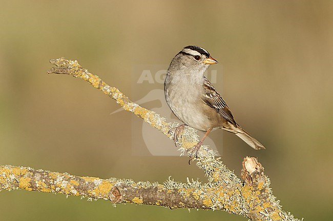 Adult
Santa Barbara Co., CA
November 2021 stock-image by Agami/Brian E Small,