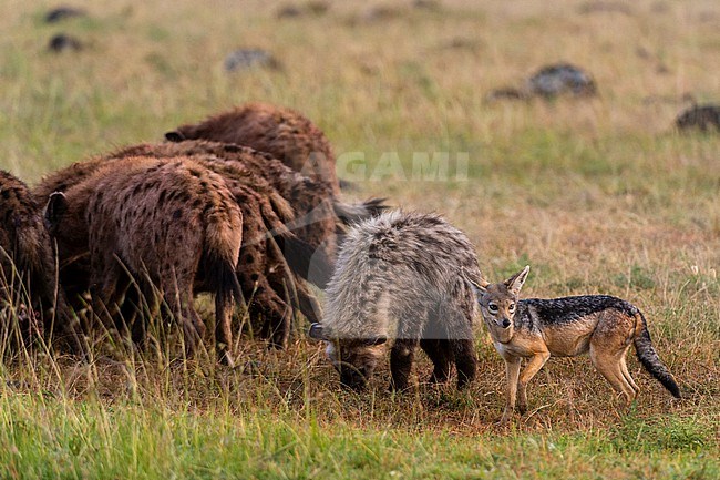 A black backed jackal waiting to steal a piece of meat as spotted hyenas, Crocuta crocuta, feed on a wildebeest, Connochaetes taurinus. Masai Mara National Reserve, Kenya, Africa. stock-image by Agami/Sergio Pitamitz,