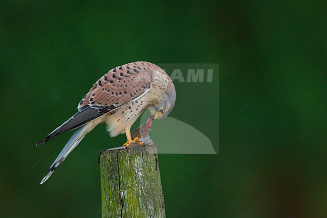 Torenvalk mannetje zittend met prooi; Common Kestrel male perched with prey stock-image by Agami/Menno van Duijn,