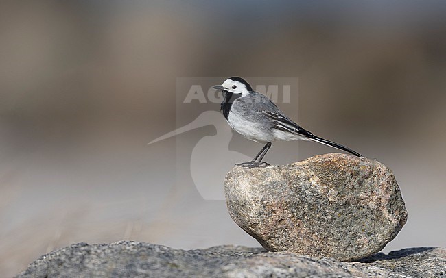 White Wagtail (Motacilla alba alba) adult male standing on a rock at Vrøj, Denmark stock-image by Agami/Helge Sorensen,
