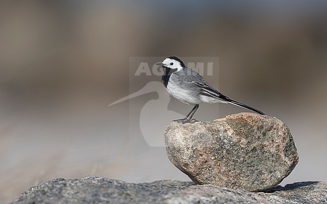 White Wagtail (Motacilla alba alba) adult male standing on a rock at Vrøj, Denmark stock-image by Agami/Helge Sorensen,