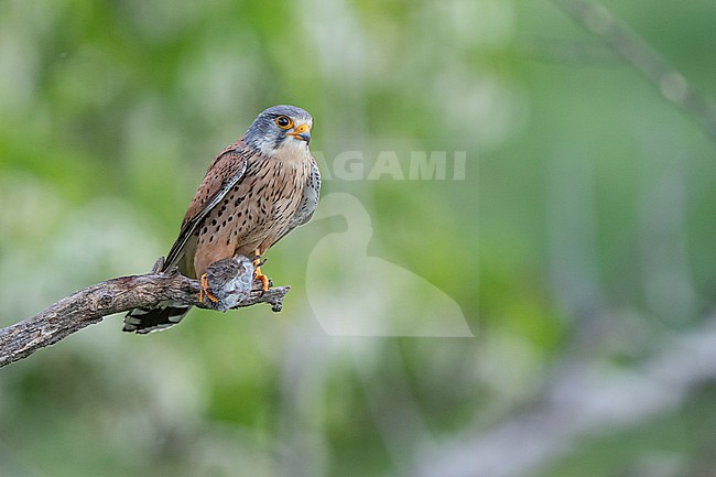 Common Kestrel (Falco tinnunculus) presenting a pray. stock-image by Agami/Marcel Burkhardt,