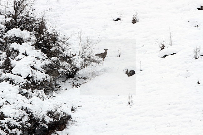 Kashmir stag or Hangul Deer (Cervus canadensis hanglu) in the snow stock-image by Agami/James Eaton,