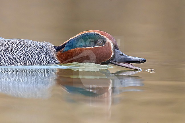 Eurasian Teal (Anas crecca) in Italy. stock-image by Agami/Daniele Occhiato,