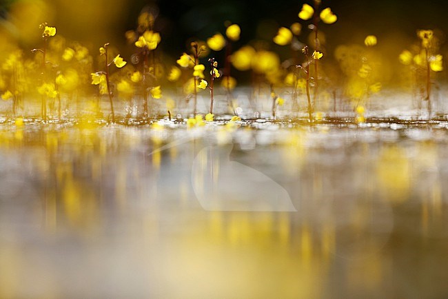 Common Bladderwort; stock-image by Agami/Chris van Rijswijk,