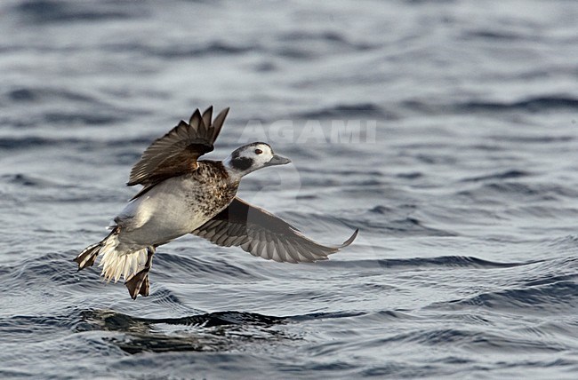 IJseend mannetje opvliegend uit water; Long-tailed Duck male flying off from water stock-image by Agami/Markus Varesvuo,