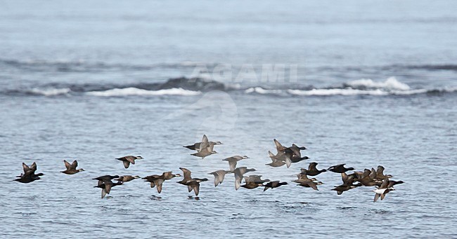 Groep Zwarte ZeeÃ«end vliegend boven zee; Flock of Common Scoters flying above the sea stock-image by Agami/Markus Varesvuo,