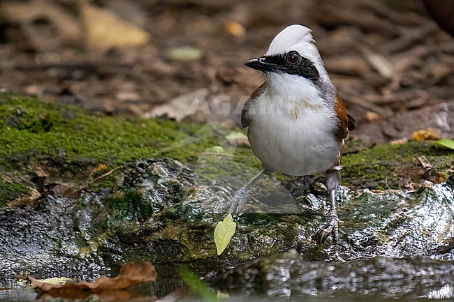 White-crested Laughingthrush, Garrulax leucolophus stock-image by Agami/Hans Germeraad,