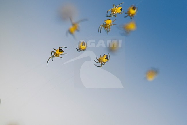 Jonge spinnetjes, Spiderlings stock-image by Agami/Rob de Jong,