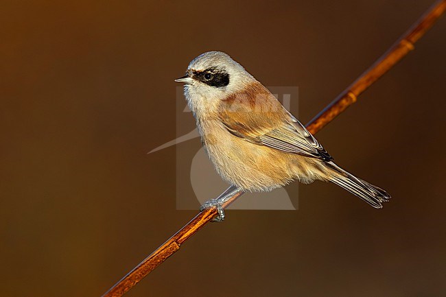 Male Penduline Tit, Remiz pendulinus, in Italy. stock-image by Agami/Daniele Occhiato,