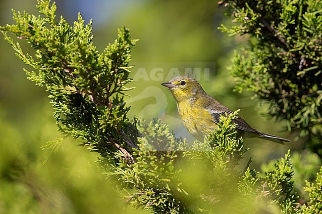 Pine Warbler (Setophaga pinus) at Cape May, New Jersey, USA stock-image by Agami/Helge Sorensen,