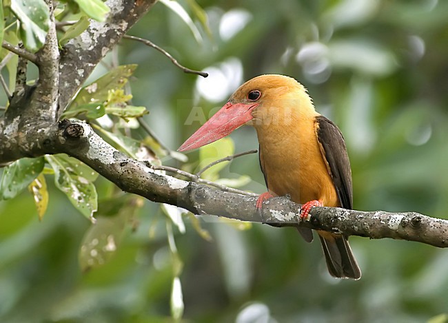 Bruinvleugelijsvogel, Brown-winged Kingfisher stock-image by Agami/Alex Vargas,