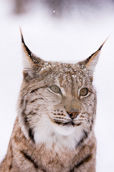 Close up portrait of a European lynx, Lynx lynx. Polar Park, Bardu, Troms, Norway. stock-image by Agami/Sergio Pitamitz,