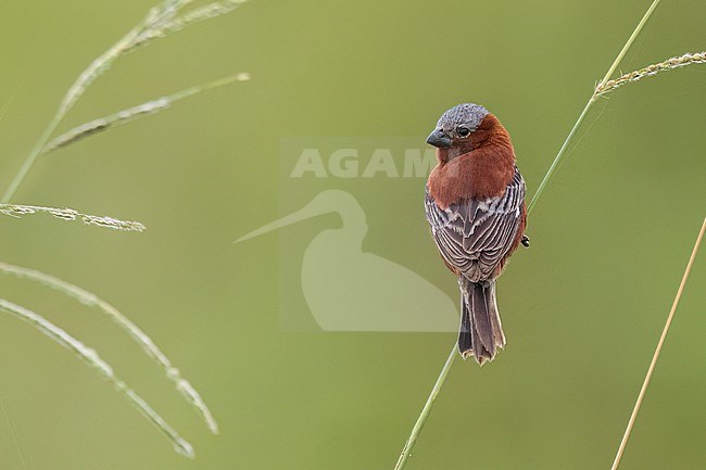Chestnut Seedeater (Sporophila cinnamomea) Perched in grass  in Argentina stock-image by Agami/Dubi Shapiro,