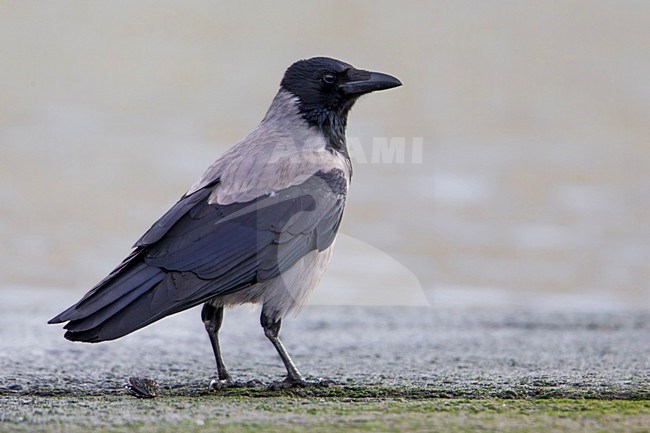 Bonte Kraai; Hooded Crow stock-image by Agami/Daniele Occhiato,