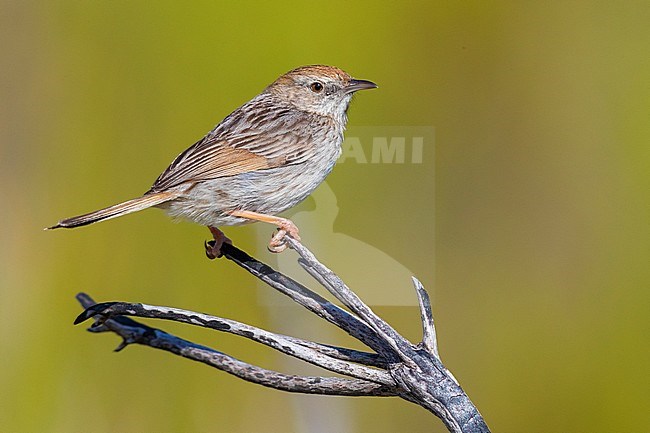 Grey-backed Cisticola Cisticola subruficapilla), adult perched on a branch, Western Cape, South Africa stock-image by Agami/Saverio Gatto,