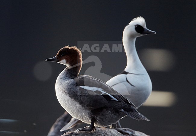 Paartje Nonnetjes; Pair of Smew stock-image by Agami/Markus Varesvuo,